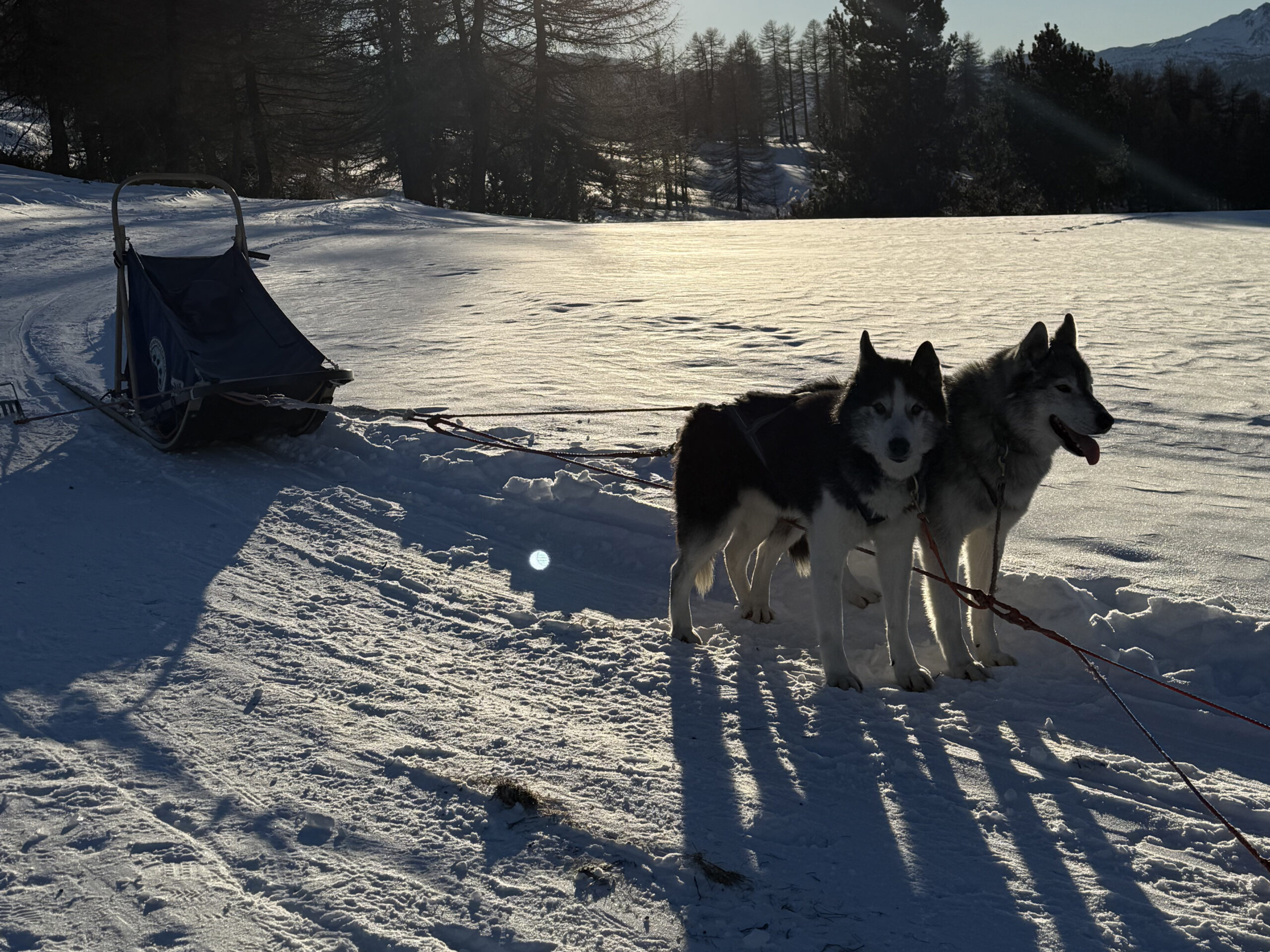 réservation de balade Chien-de-traineau-a-Montgenevre