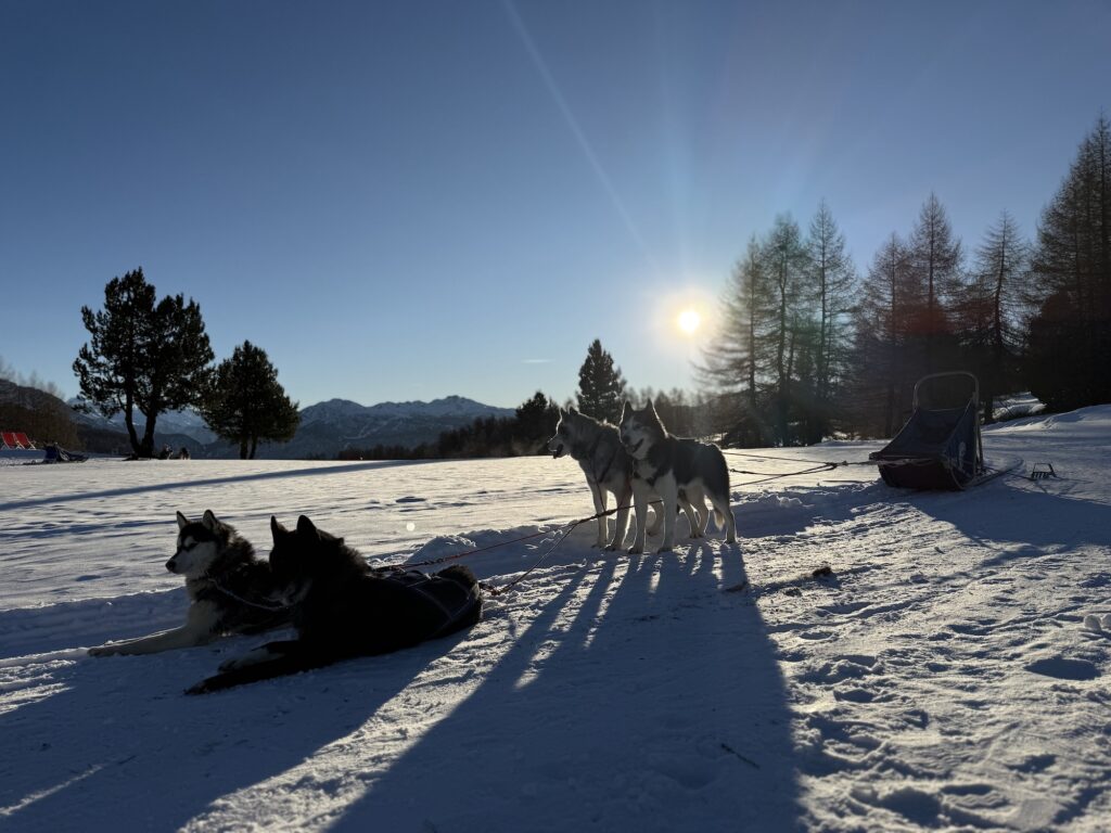 Balade en chien de traîneau à Montgenèvre avec conciergerie
